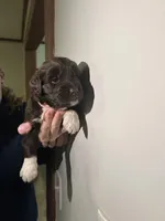 Wren, a female Newfypoo for sale in Pell City, AL – Photo 2 of 2