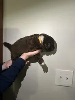 Penelope, a female Newfypoo for sale in Pell City, AL – Photo 2 of 2