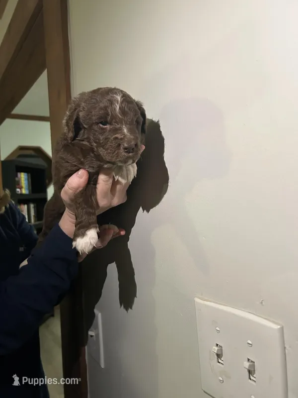 Penelope, a female Newfypoo for sale in Pell City, AL – Photo 1 of 2