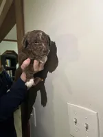 Penelope, a female Newfypoo for sale in Pell City, AL – Photo 1 of 2