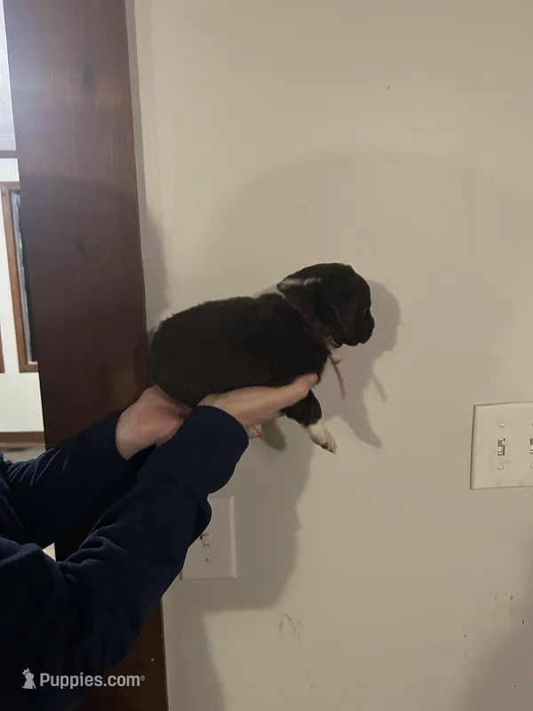 Remi, a female Newfypoo for sale in Pell City, AL – Photo 1 of 2