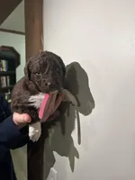 Remi, a female Newfypoo for sale in Pell City, AL – Photo 2 of 2