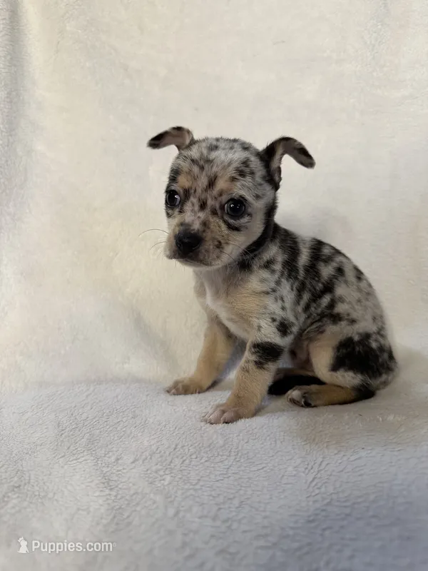 Myrtle – Chihuahua puppy for sale in Banner Elk, NC