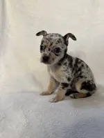 Myrtle, a female Chihuahua for sale in Banner Elk, NC – 1 of 2