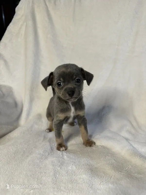Sterling – Chihuahua puppy for sale in Banner Elk, NC