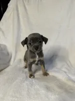 Sterling, a male Chihuahua for sale in Banner Elk, NC – 1 of 4