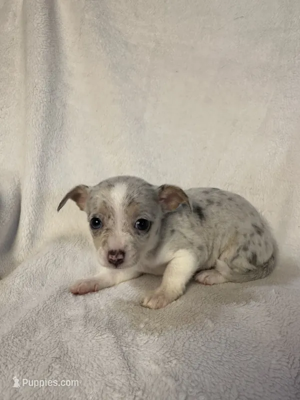 Opal – Chihuahua puppy for sale in Banner Elk, NC