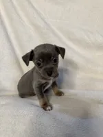 Sterling, a male Chihuahua for sale in Banner Elk, NC – 2 of 4