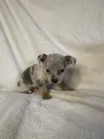 Jack, a male Chihuahua for sale in Banner Elk, NC – 2 of 2