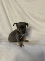 Sterling, a male Chihuahua for sale in Banner Elk, NC – 3 of 4