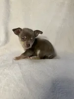 Brownie, a male Chihuahua for sale in Banner Elk, NC – 2 of 3