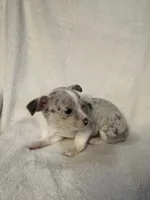 Opal, a female Chihuahua for sale in Banner Elk, NC – 2 of 2