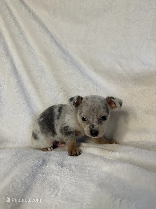 Jack – Chihuahua puppy for sale in Banner Elk, NC