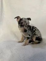 Myrtle, a female Chihuahua for sale in Banner Elk, NC – 2 of 2