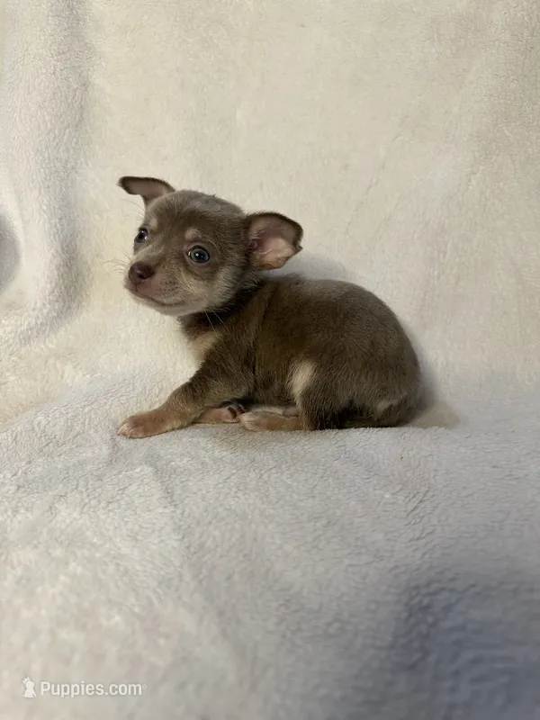 Brownie – Chihuahua puppy for sale in Banner Elk, NC