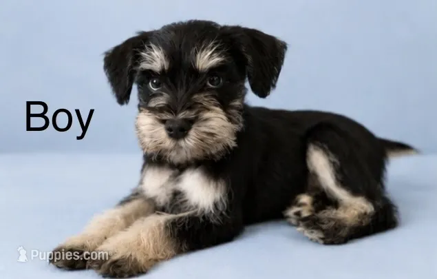 Mini Schnauzer , a male Miniature Schnauzer for sale in Greenville, SC – 1 of 1