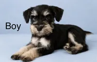 Mini Schnauzer , a male Miniature Schnauzer for sale in Greenville, SC – 1 of 1