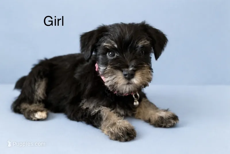 Mini Schnauzer  – Miniature Schnauzer puppy for sale in Greenville, SC