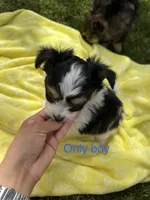 Chili , a male Pomeranian and Shih Tzu for sale in Selah, WA – 4 of 5