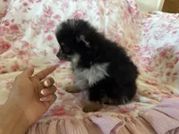 Baby girl , a female Pomeranian for sale in Selah, WA – 2 of 6
