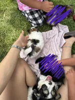 Chiki , a female Pomeranian and Shih Tzu for sale in Selah, WA – 3 of 4