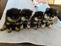 Spikey , a male Pomeranian for sale in Selah, WA – 4 of 6