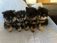 RURU , a male Pomeranian for sale in Selah, WA – 6 of 6