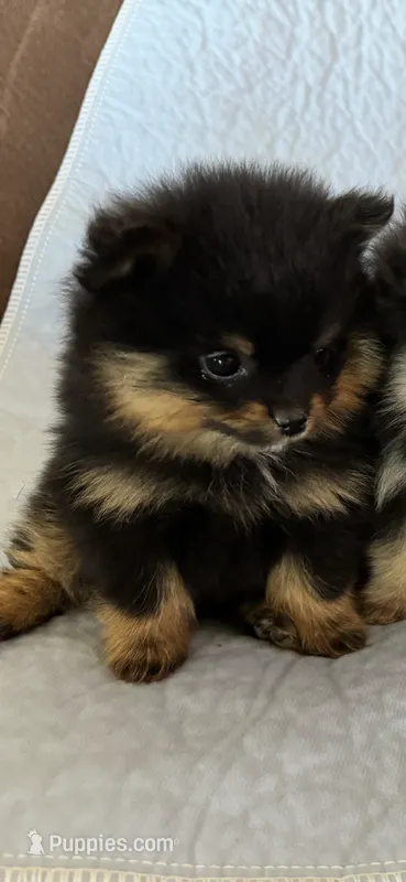 RURU  – Pomeranian puppy for sale in Selah, WA