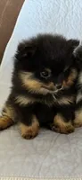 RURU , a male Pomeranian for sale in Selah, WA – 1 of 6