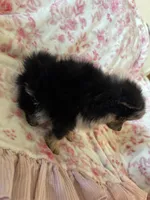 Baby girl , a female Pomeranian for sale in Selah, WA – 3 of 6