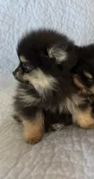 Spikey , a male Pomeranian for sale in Selah, WA – 3 of 6
