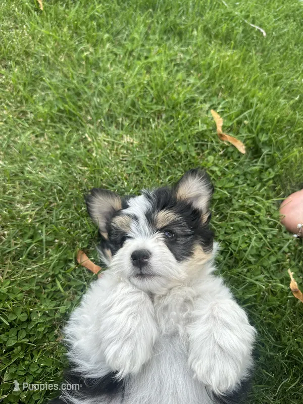Chili  – Pomeranian, Shih Tzu puppy for sale in Selah, WA