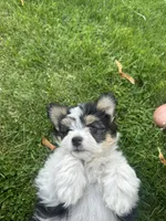 Chili , a male Pomeranian and Shih Tzu for sale in Selah, WA – 1 of 5