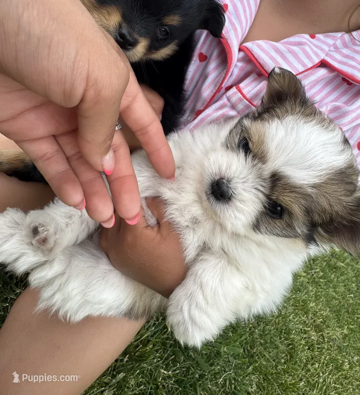 Chiki  – Pomeranian, Shih Tzu puppy for sale in Selah, WA
