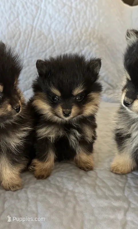 KING – Pomeranian puppy for sale in Selah, WA