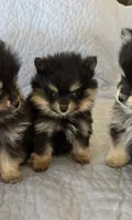 KING, a male Pomeranian for sale in Selah, WA – 1 of 6