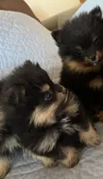 KING, a male Pomeranian for sale in Selah, WA – 2 of 6