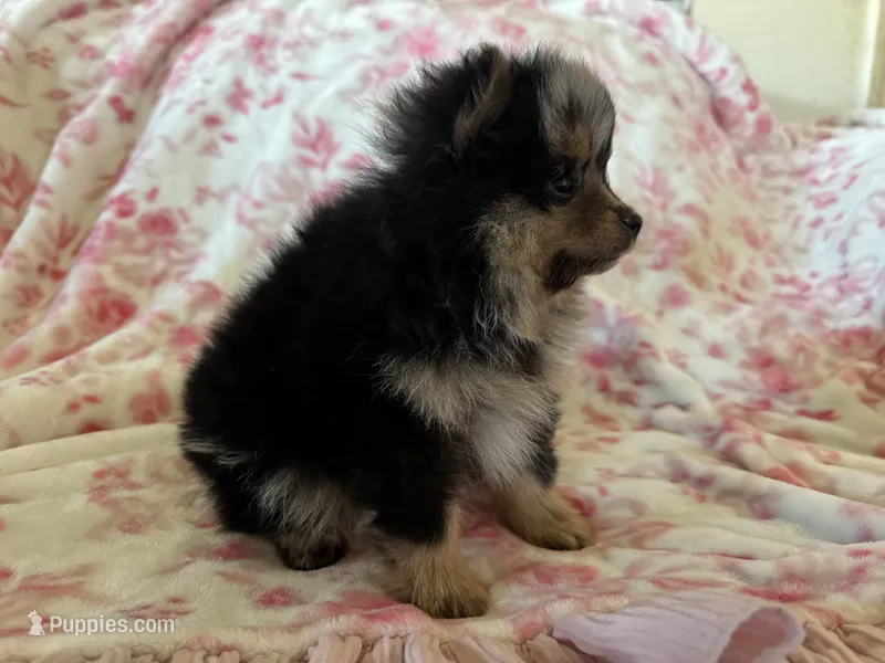 Baby girl  – Pomeranian puppy for sale in Selah, WA