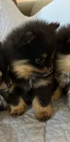 RURU , a male Pomeranian for sale in Selah, WA – 2 of 6