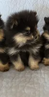 Spikey , a male Pomeranian for sale in Selah, WA – 2 of 6