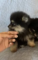 Spikey , a male Pomeranian for sale in Selah, WA – 1 of 6