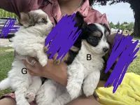 Chili , a male Pomeranian and Shih Tzu for sale in Selah, WA – 5 of 5