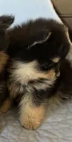 Oli , a male Pomeranian for sale in Selah, WA – 3 of 4