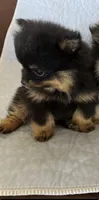 RURU , a male Pomeranian for sale in Selah, WA – 3 of 6