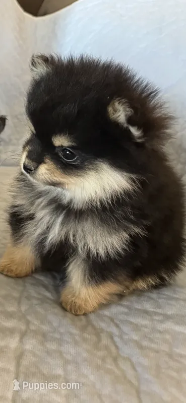 Oli  – Pomeranian puppy for sale in Selah, WA