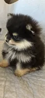 Oli , a male Pomeranian for sale in Selah, WA – 1 of 4