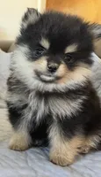 Oli , a male Pomeranian for sale in Selah, WA – 2 of 4