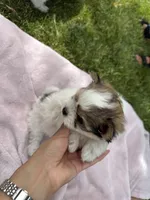 Chiki , a female Pomeranian and Shih Tzu for sale in Selah, WA – 2 of 4