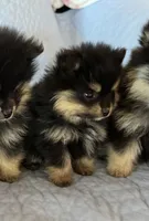 KING, a male Pomeranian for sale in Selah, WA – 3 of 6