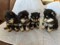 Spikey , a male Pomeranian for sale in Selah, WA – 5 of 6